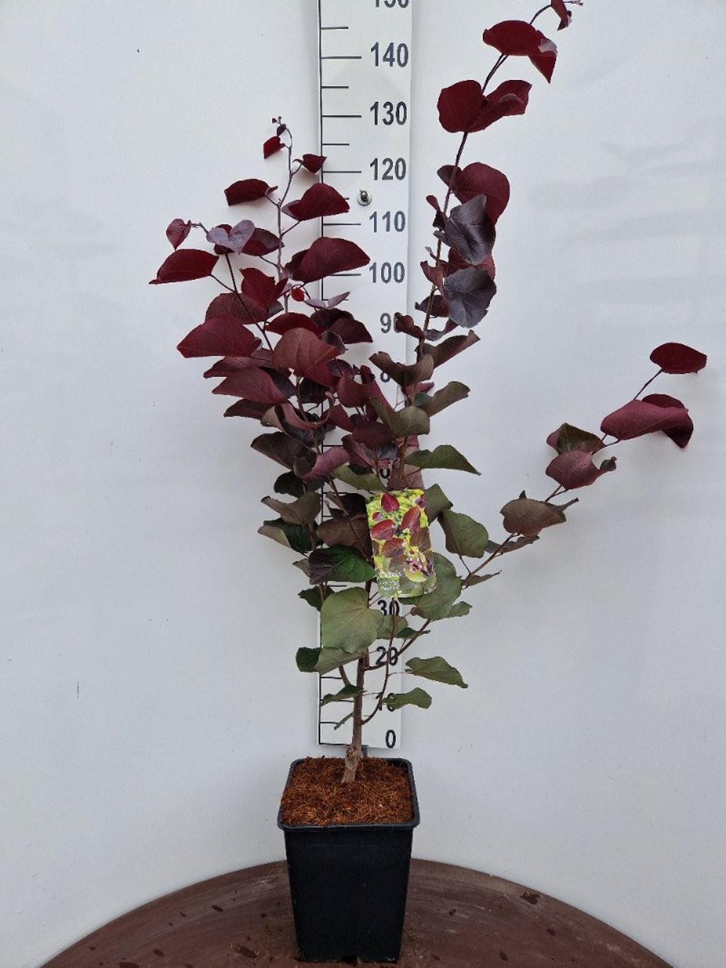 Cercis canadensis - C15 80-100 CM